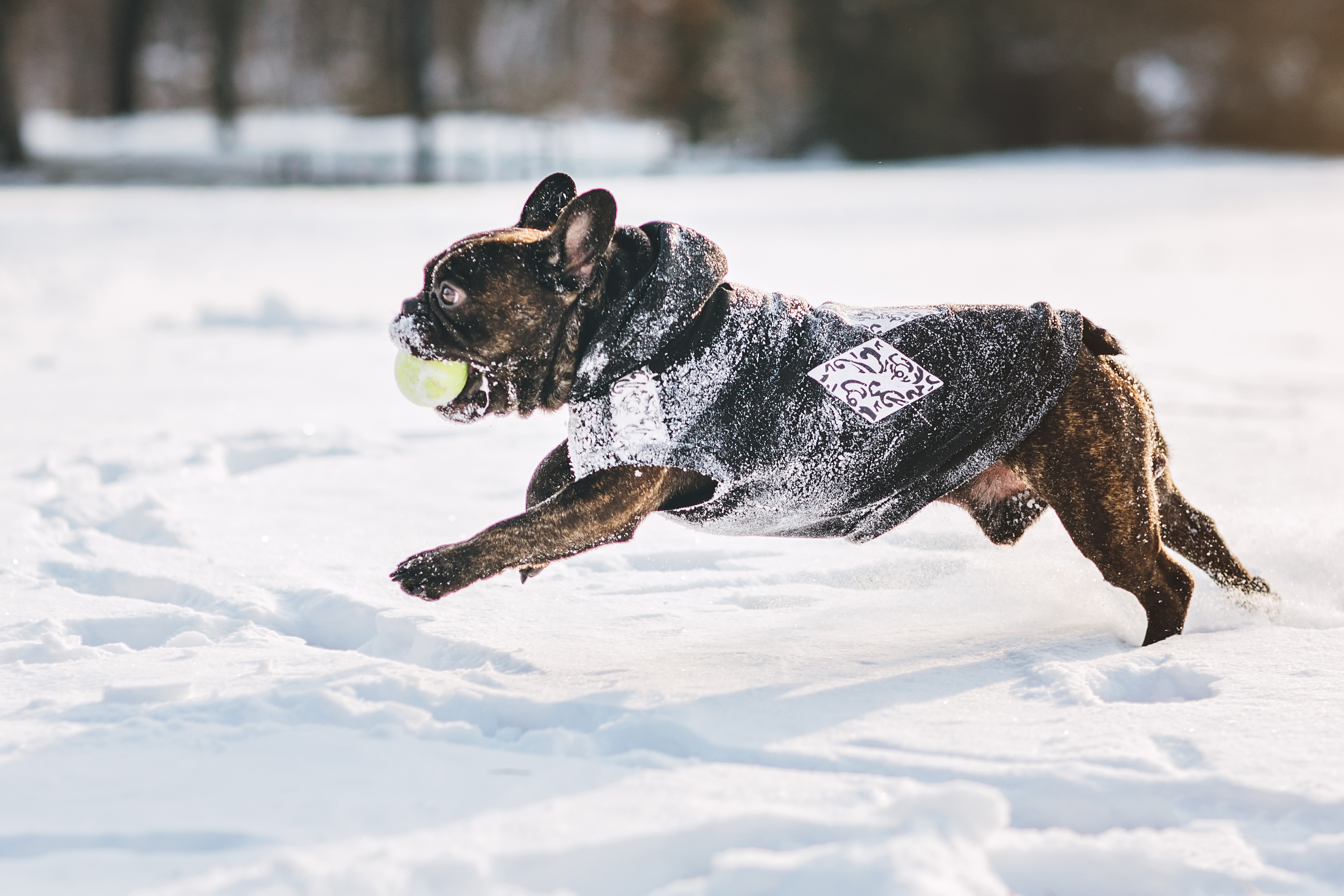 French bulldog running on snow